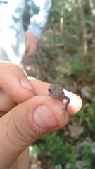 Sceloporus chrysostictus