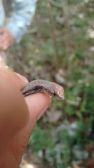 Sceloporus chrysostictus