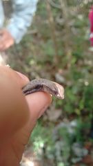 Sceloporus chrysostictus