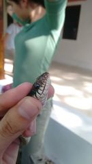 Drymobius margaritiferus margaritiferus