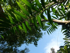 Radermachera quadripinnata