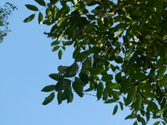 Radermachera quadripinnata