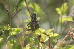 Schistocerca alutacea