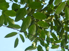 Radermachera quadripinnata