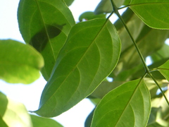 Radermachera quadripinnata