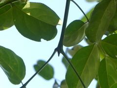 Radermachera quadripinnata