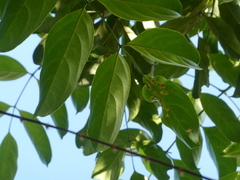 Radermachera quadripinnata