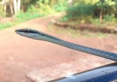 Dendrelaphis girii