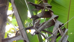 Dendrelaphis girii