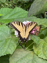 Papilio glaucus image