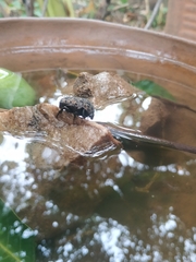 Gymnetis litigiosa