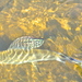 Bluefish - Photo (c) Chris Hunt, some rights reserved (CC BY-NC), uploaded by Chris Hunt