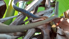 Dendrelaphis girii