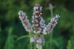 Platostoma rotundifolium