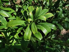Pittosporum brevicalyx
