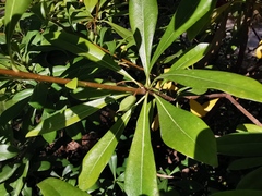 Pittosporum brevicalyx