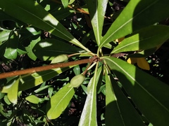 Pittosporum brevicalyx