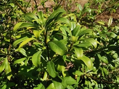 Pittosporum brevicalyx