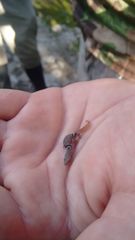 Sphaerodactylus glaucus