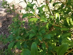 Pittosporum brevicalyx