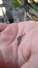 Sphaerodactylus glaucus