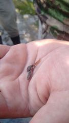 Sphaerodactylus glaucus