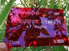 Pittosporum brevicalyx