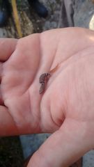 Sphaerodactylus glaucus