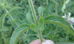 Platostoma rotundifolium