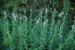 Platostoma rotundifolium