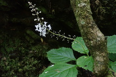 Plectranthus grallatus