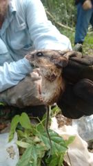 Peromyscus yucatanicus