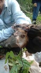 Peromyscus yucatanicus