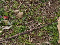 Argestina inconstans