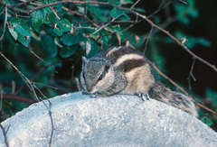 Funambulus pennantii