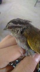 Arremonops chloronotus