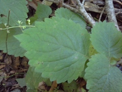Plectranthus grallatus