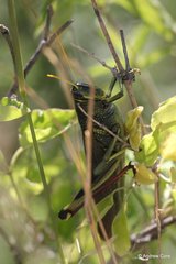 Schistocerca alutacea