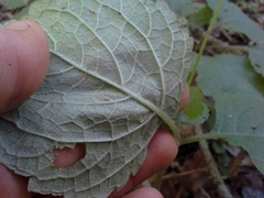 Plectranthus grallatus
