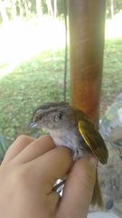 Arremonops chloronotus