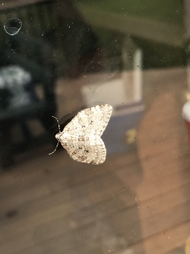 Autumnal Moth photo 4