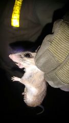 Peromyscus yucatanicus