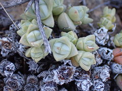 Antimima pumila