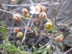 Pharnaceum aurantium