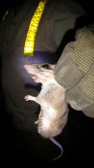 Peromyscus yucatanicus