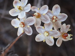 Pharnaceum aurantium