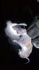 Peromyscus yucatanicus