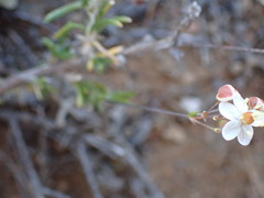 Pharnaceum aurantium