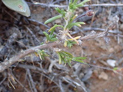 Pharnaceum aurantium