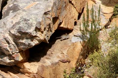 Elephantulus edwardii